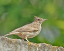 Crested Lark