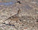 Crested Lark