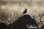 Crested Lark