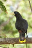 Crested Oropendola