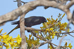 Crested Oropendola