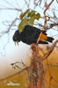 Crested Oropendola