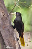 Crested Oropendola