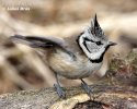 Crested Tit