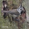 Crested Tit