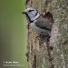 Crested Tit