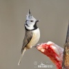 Crested Tit