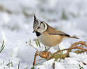 Crested Tit