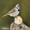 Crested Tit