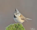 Crested Tit