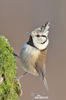 Crested Tit