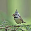 Crested Tit