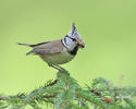 Crested Tit