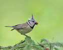 Crested Tit