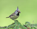 Crested Tit