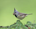 Crested Tit