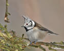 Crested Tit