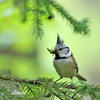 Crested Tit