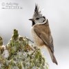 Crested Tit