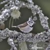 Crested Tit