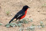 Crimson-breasted Shrike