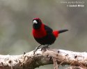 Crimson-collared Tanager