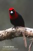 Crimson-collared Tanager