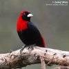 Crimson-collared Tanager