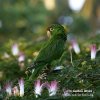 Crimson-fronted Parakeet