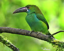 Crimson-rumped Toucanet