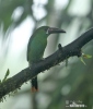 Crimson-rumped Toucanet