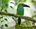 Crimson-rumped Toucanet