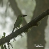 Crimson-rumped Toucanet