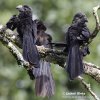 Crotophaga sulcirostris