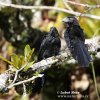 Crotophaga sulcirostris