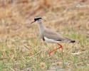 Crowned Lapwing