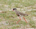 Crowned Lapwing