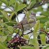 Curruca mosquitera