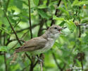 Curruca mosquitera