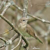 Curruca mosquitera