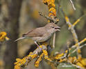 Curruca mosquitera