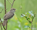 Curruca mosquitera