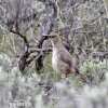 Curve-billed Thrasher