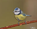 Cyanistes caeruleus