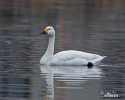 Cygne siffleur