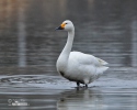 Cygne siffleur