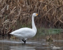 Cygne siffleur