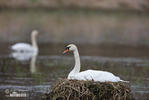 Cygne tuberculé