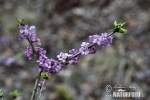 Daphne mezereum