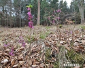 Daphne mezereum